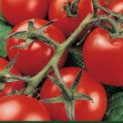 Tomato Seeds, Terrific Tomatoes, 4 Pk Special, Heirloom, Unusual & Very Tasty FJ