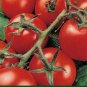 Tomato Seeds, Terrific Tomatoes, 4 Pk Special, Heirloom, Unusual & Very Tasty FJ