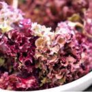1/2 oz Red Lettuce Seeds, Leaf Lettuce Seed, Heirloom Bulk Lettuce Seed 10,000ct FJ