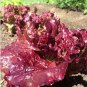 1/2 oz Red Lettuce Seeds, Leaf Lettuce Seed, Heirloom Bulk Lettuce Seed 10,000ct FJ