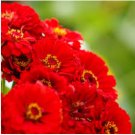 Red Zinnia Seeds, Cherry Queen, Heirloom Zinnia Seeds, Bulk Flower Seeds, 400ct FJ
