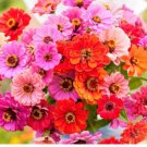 Zinnia Seeds, Baby Girl Mix, Bulk Zinnia Seeds, Heirloom Flower. Non-Gmo, 400ct FJ