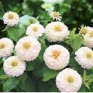White Zinnia Seeds, Polar Bear, Heirloom Zinnia Seeds, Heirloom Flowers, 75ct FJ