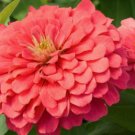 Salmon Zinnia Seeds, Salmon Queen, Heirloom Zinnia Seeds, Non-Gmo Seeds 75ct FJ