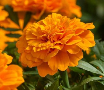 1/4 oz Orange Marigold Seeds, Single Bloom Marigolds, Heirloom Seeds 2000ct J