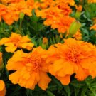 1/4 oz Tall Mixed Marigold Seeds, Farm Mix, French Marigolds, Heirloom, 3000ct FJ