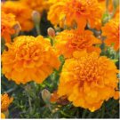 Orange Marigold Seeds, French Orange, Double Marigolds, Heirloom Seeds, 100ct FJ