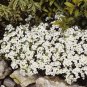 Rock Cress Seeds - Alpine White, Heirloom Groundcover Seed, Arabis Alpina 100ct FJ