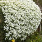 Rock Cress Seeds - Alpine White, Heirloom Groundcover Seed, Arabis Alpina 500ct FJ