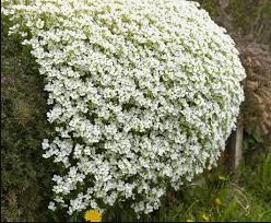 Rock Cress Seeds - Alpine White, Heirloom Groundcover Seed, Arabis Alpina 500ct FJ