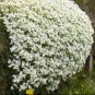 Rock Cress Seeds - Alpine White, Heirloom Groundcover Seed, Arabis Alpina 500ct FJ