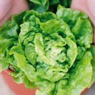 Bibb Lettuce Seeds, Butterhead Lettuce Seed, Heirloom Lettuce Seed Non-Gmo 100ct FJ