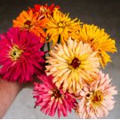 Zinnia Seeds, Cactus Flowered Mix, Heirloom Zinnia Seeds, Heirloom Flowers 400ct FJ