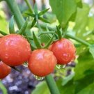 1 oz Tomato Seeds, Beefsteak, Heirloom Non-Gmo Tomatoes, Big Slicers 10,000ct FJ