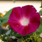 Morning Glory Seeds, Scarlet OHara, Heirloom Flowering Vine, Bulk Seeds 400 Ct FJ