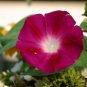 Morning Glory Seeds, Scarlet OHara, Heirloom Flowering Vine, Bulk Seeds 400 Ct FJ