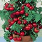 Tomato Seeds, Tiny Tim - Non-Gmo Heirloom Tomato Seeds Grows One Foot Tall 100ct FJ
