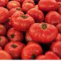 Tomato Seed, Moscow Vr, Heirloom Non-gmo Tomato, Old Fashioned Sweet Taste 100ct FJ