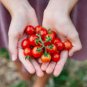 Tomato Seeds, Organic Cherry Tomato Seeds, Salad Tomatoes Non-Gmo Heirloom 100ct FJ