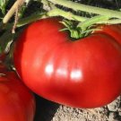 Tomato Seeds, Delicious, Non-Gmo Heirloom Tomato Seed, Very Huge Tomatoes 100ct FJ