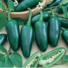 Jalapeno Pepper Seeds, Tam Jalapeno Seed, Heirloom Non-GMO Seed, Non-Gmo 100ct FJ