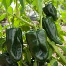Ancho Grande Pepper Seeds, Poblanos Hot Peppers, Non-Gmo Heirloom Peppers, 50ct FJ