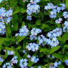1 oz Forget Me Not Seeds, Myosotis Sylvatica , Non-GMO Bulk Seeds, Apx 45,000 FJ