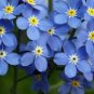 1 oz Forget Me Not Seeds, Myosotis Sylvatica , Non-GMO Bulk Seeds, Apx 45,000 FJ