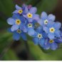 1 oz Forget Me Not Seeds, Myosotis Sylvatica , Non-GMO Bulk Seeds, Apx 45,000 FJ