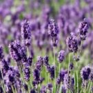 Lavender Seed, Munstead, Bulk Lavender Seed, Heirloom Perennial Herb Seeds 250ct FJ