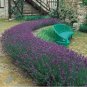Lavender Seed, Munstead, Bulk Lavender Seed, Heirloom Perennial Herb Seeds 250ct FJ