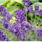 Lavender Seed, Munstead, Bulk Lavender Seed, Heirloom Perennial Herb Seeds 250ct FJ