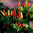 Tabasco Pepper Seeds, Heirloom Pepper Seeds, Hot Pepper Seeds, Non-Gmo 50ct FJ