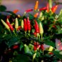 Tabasco Pepper Seeds, Heirloom Pepper Seeds, Hot Pepper Seeds, Non-Gmo 50ct FJ