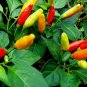 Tabasco Pepper Seeds, Heirloom Pepper Seeds, Hot Pepper Seeds, Non-Gmo 25ct FJ