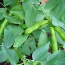 Lima Bean Seeds, Fordhook, Bush Lima Bean, Heirloom Non-Gmo, Heavy Producer 50ct FJ