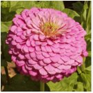 Pink Zinnia Seeds, Luminosa, Heirloom Zinnia Seeds, Heirloom Flower, 75ct FJ