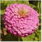 Pink Zinnia Seeds, Luminosa, Heirloom Zinnia Seeds, Heirloom Flower, 75ct FJ