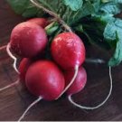 1/2 oz Radish Seed, Crimson Giant, Bulk Radish Seed, Heirloom Radishes 1350ct FJ
