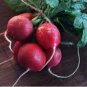1/2 oz Radish Seed, Crimson Giant, Bulk Radish Seed, Heirloom Radishes 1350ct FJ