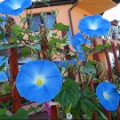 Morning Glory Seeds, Heavenly Blue, Heirloom Flowering Vine, Bulk Seeds 400 Ct FJ