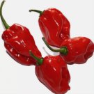 Habanero Pepper Seeds "Hot For Habaneros" Heirloom Hot Pepper Seeds 4 Pk Special FJ