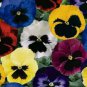 Mixed Pansy Seeds, Viola Seeds, Heirloom Swiss Giant Pansies, Bulk Seeds, 250ct FJ