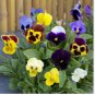 Mixed Pansy Seeds, Viola Seeds, Heirloom Swiss Giant Pansies, Bulk Seeds, 250ct FJ
