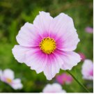 White Cosmos Seeds, Daydream, Heirloom Cosmos Seeds, Bulk Cosmos Seeds, 400ct FJ