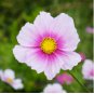 White Cosmos Seeds, Daydream, Heirloom Cosmos Seeds, Bulk Cosmos Seeds, 400ct FJ