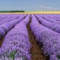 1/4 oz Lavender Seeds, Vera, Bulk Lavender Seeds, Heirloom Non-GMO, 7000ct FJ