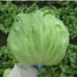 1/4 oz Head Lettuce Seed, Summertime, Iceberg Lettuce, Bulk Lettuce apprx 5,000 FJ