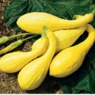 Squash Seeds, Early Prolific Straightneck, Summer Squash Seeds, Heirloom, 35ct FJ