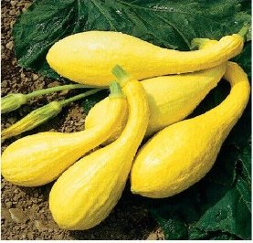 Squash Seeds, Early Prolific Straightneck, Summer Squash Seeds, Heirloom, 35ct FJ